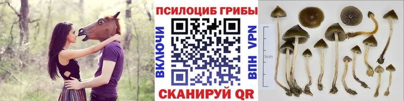 Псилоцибиновые грибы Psilocybine cubensis где можно купить наркотик Белебей